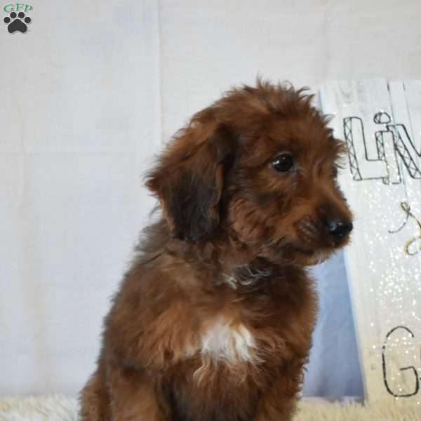 Buddy, Mini Goldendoodle Puppy